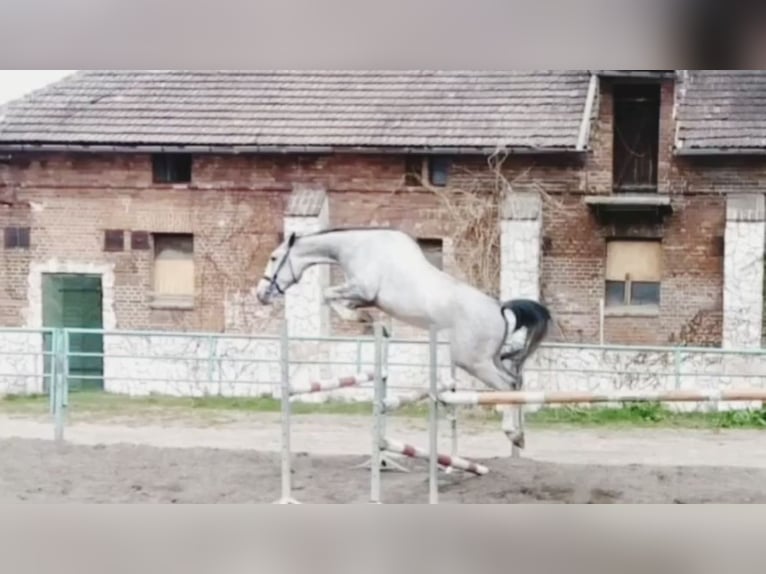 Deutsches Sportpferd Wallach 7 Jahre 166 cm Schimmel in Św.Katarzyna