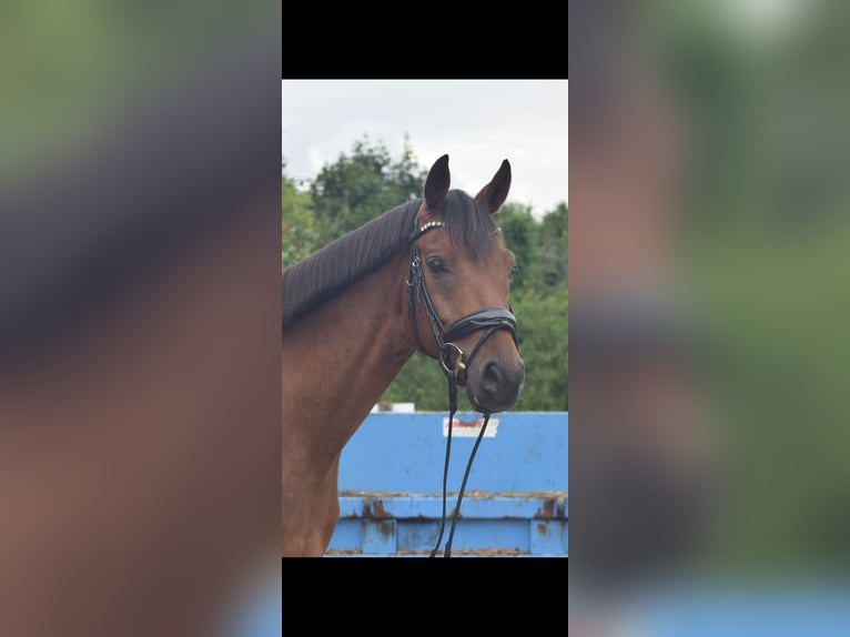 Deutsches Sportpferd Wallach 7 Jahre 167 cm Brauner in Berlin