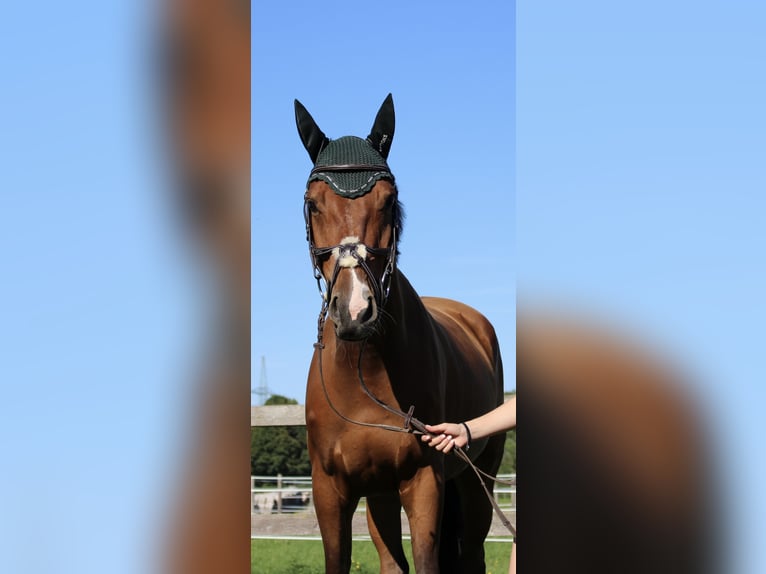 Deutsches Sportpferd Wallach 7 Jahre 167 cm Brauner in Meiningen