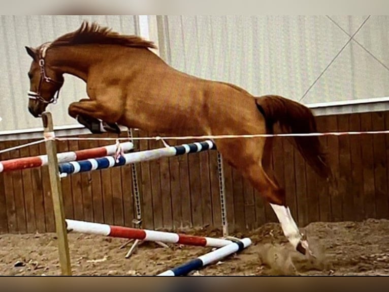 Deutsches Sportpferd Wallach 7 Jahre 167 cm Fuchs in Słupsk