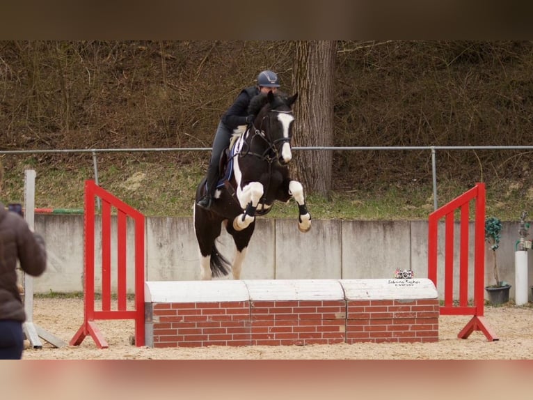 Deutsches Sportpferd Wallach 7 Jahre 167 cm Schecke in Allershausen