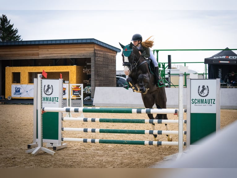 Deutsches Sportpferd Wallach 7 Jahre 167 cm Schwarzbrauner in Lienen