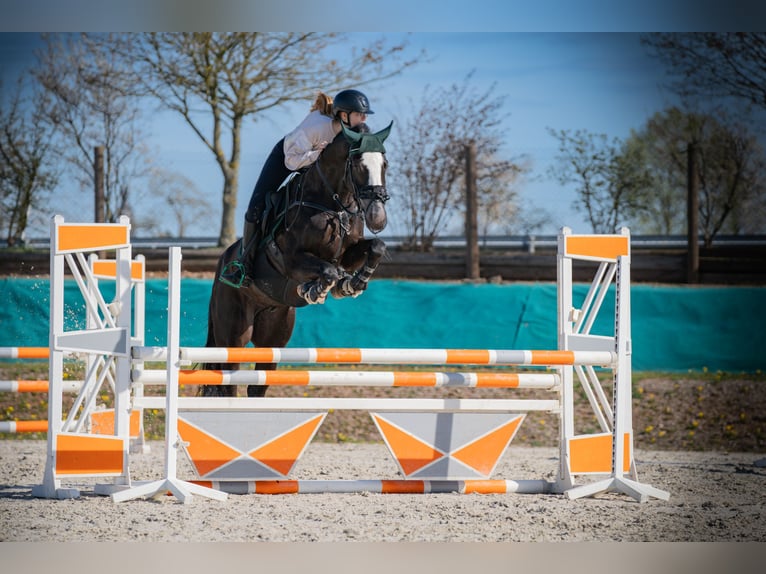 Deutsches Sportpferd Wallach 7 Jahre 167 cm Schwarzbrauner in Lienen