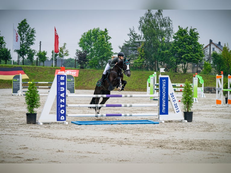 Deutsches Sportpferd Wallach 7 Jahre 167 cm Schwarzbrauner in Lienen