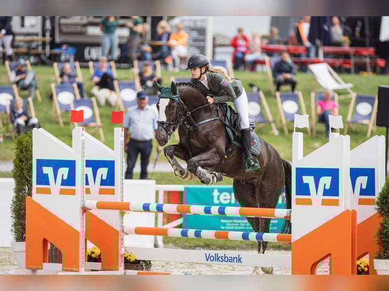 Deutsches Sportpferd Wallach 7 Jahre 167 cm Schwarzbrauner in Lienen
