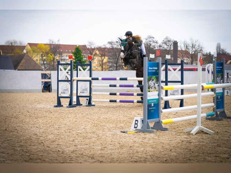 Deutsches Sportpferd Wallach 7 Jahre 167 cm Schwarzbrauner in Lienen