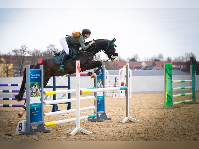 Deutsches Sportpferd Wallach 7 Jahre 167 cm Schwarzbrauner in Lienen