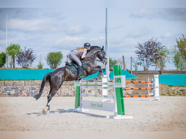 Deutsches Sportpferd Wallach 7 Jahre 167 cm Schwarzbrauner in Lienen
