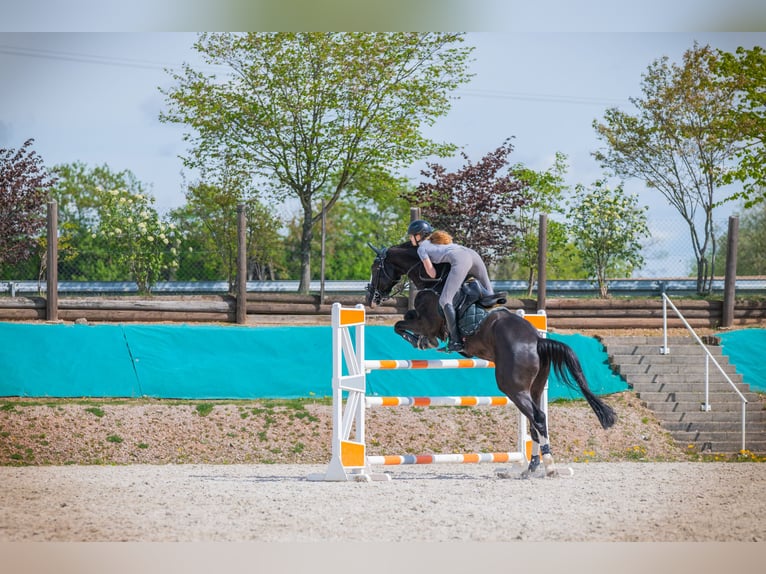 Deutsches Sportpferd Wallach 7 Jahre 167 cm Schwarzbrauner in Lienen