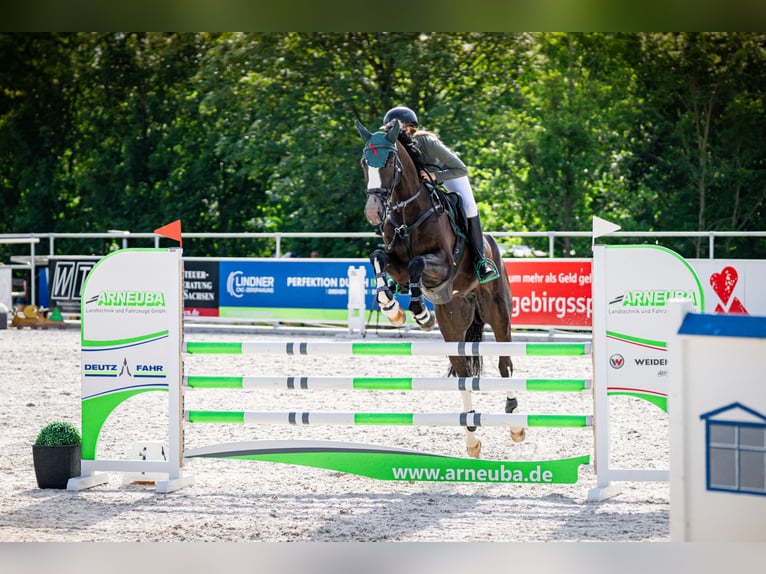 Deutsches Sportpferd Wallach 7 Jahre 167 cm Schwarzbrauner in Lienen