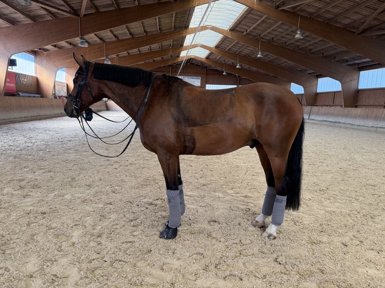 Deutsches Sportpferd Wallach 7 Jahre 168 cm Brauner in Dresden Gompitz