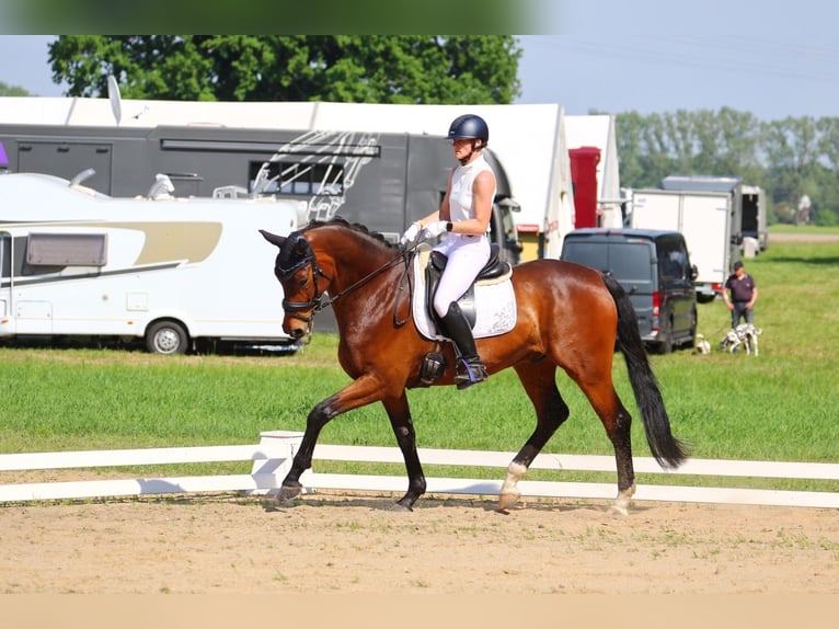 Deutsches Sportpferd Wallach 7 Jahre 168 cm Brauner in Dresden Gompitz