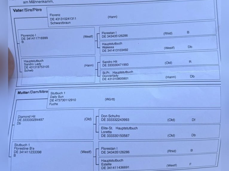 Deutsches Sportpferd Wallach 7 Jahre 168 cm Brauner in Pelmberg