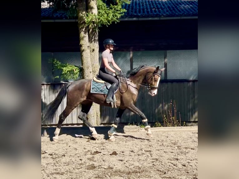 Deutsches Sportpferd Wallach 7 Jahre 168 cm Brauner in Pelmberg