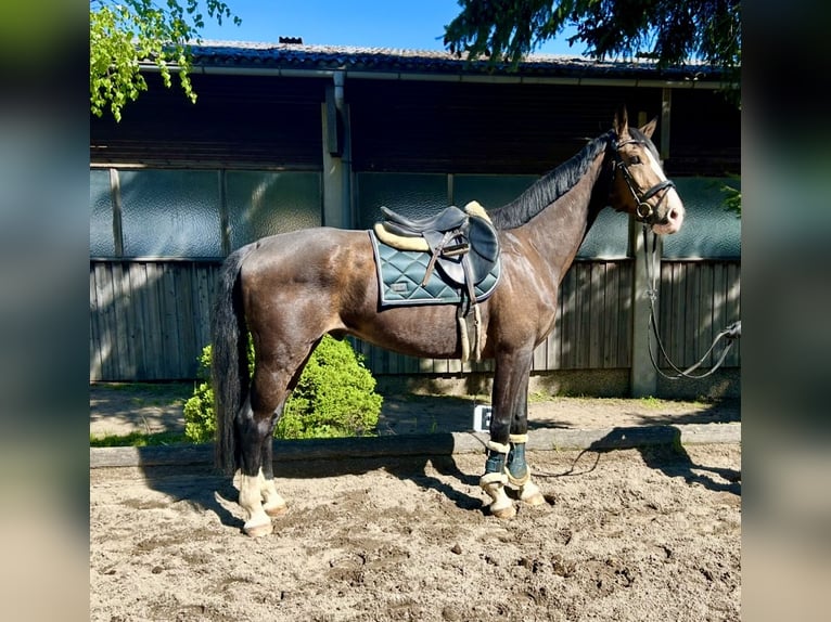 Deutsches Sportpferd Wallach 7 Jahre 168 cm Brauner in Pelmberg