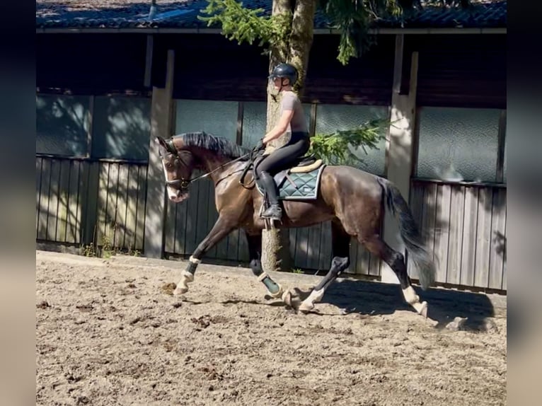 Deutsches Sportpferd Wallach 7 Jahre 168 cm Brauner in Pelmberg