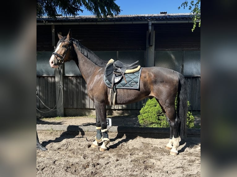 Deutsches Sportpferd Wallach 7 Jahre 168 cm Brauner in Pelmberg