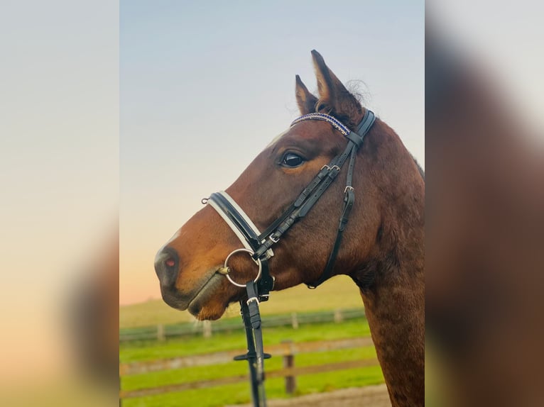 Deutsches Sportpferd Wallach 7 Jahre 168 cm Brauner in Vierkirchen