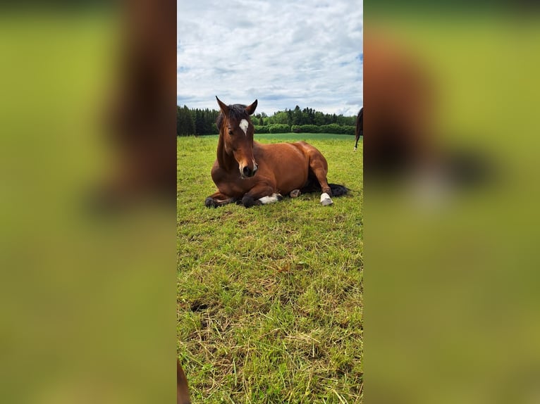 Deutsches Sportpferd Wallach 7 Jahre 168 cm Brauner in Vierkirchen