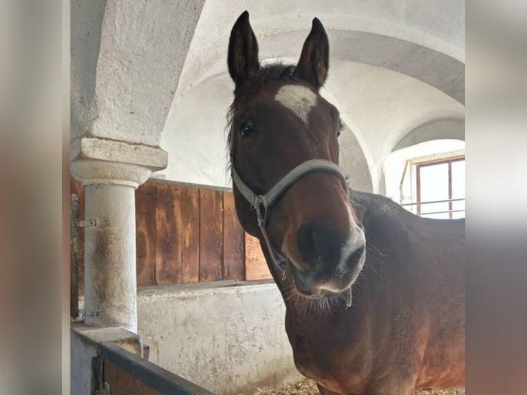 Deutsches Sportpferd Wallach 7 Jahre 168 cm Brauner in Vierkirchen