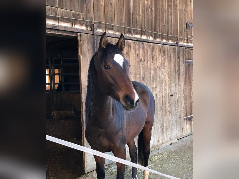 Deutsches Sportpferd Wallach 7 Jahre 168 cm Brauner in Vierkirchen
