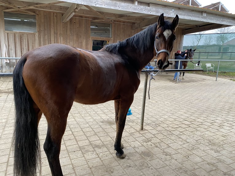 Deutsches Sportpferd Wallach 7 Jahre 168 cm Brauner in Vierkirchen