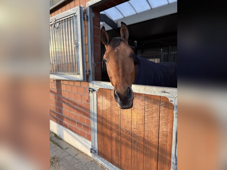 Deutsches Sportpferd Wallach 7 Jahre 168 cm Brauner in Durmersheim