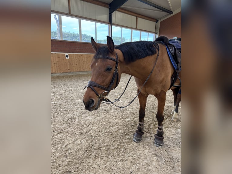 Deutsches Sportpferd Wallach 7 Jahre 168 cm Brauner in Durmersheim