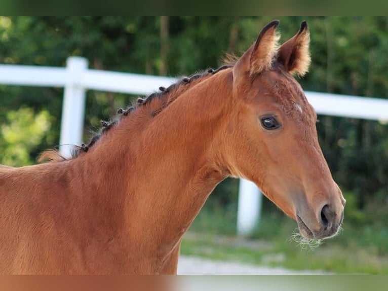 Deutsches Sportpferd Wallach 7 Jahre 168 cm Brauner in Durmersheim