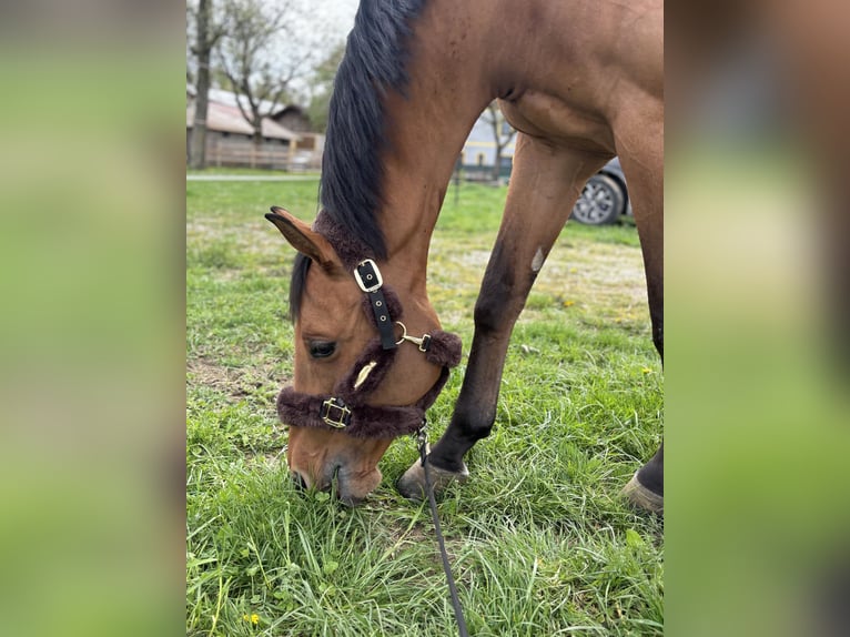 Deutsches Sportpferd Wallach 7 Jahre 168 cm Brauner in Durmersheim