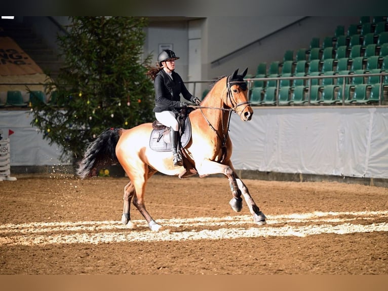 Deutsches Sportpferd Wallach 7 Jahre 168 cm Brauner in Durmersheim