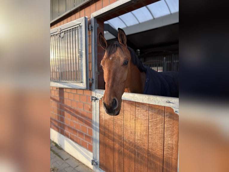 Deutsches Sportpferd Wallach 7 Jahre 168 cm Brauner in Durmersheim