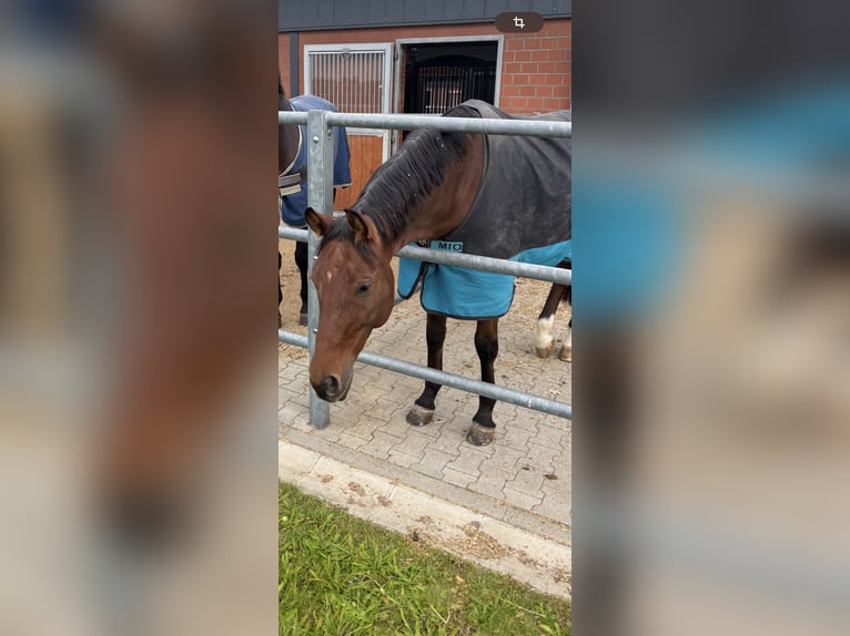 Deutsches Sportpferd Wallach 7 Jahre 168 cm Brauner in Durmersheim