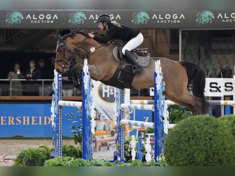 Deutsches Sportpferd Wallach 7 Jahre 168 cm Brauner in Dobersch&#xFC;tzEilenburg