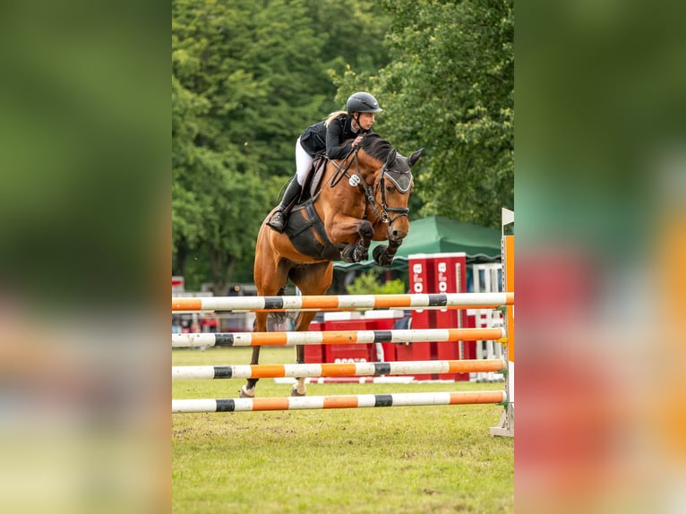Deutsches Sportpferd Wallach 7 Jahre 168 cm Brauner in Dobersch&#xFC;tzEilenburg