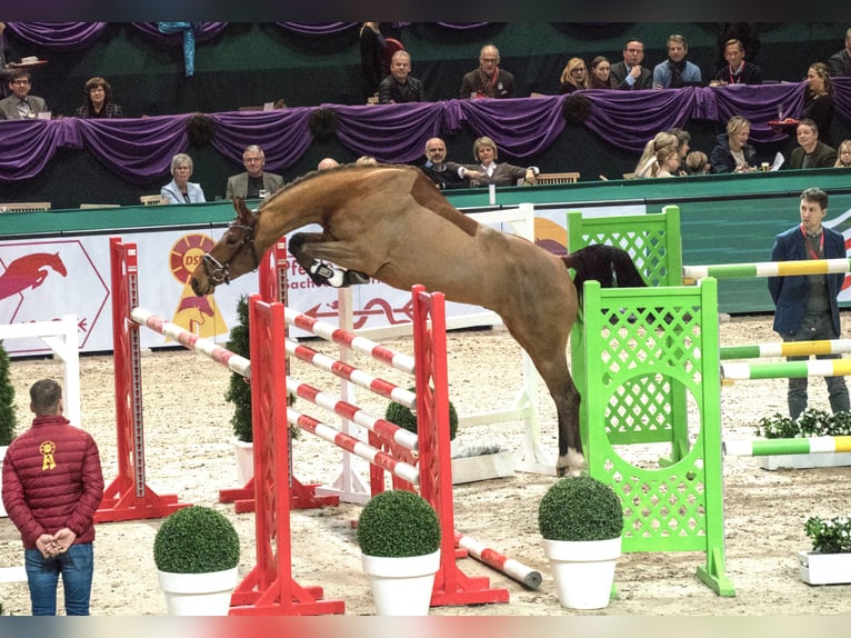 Deutsches Sportpferd Wallach 7 Jahre 168 cm Brauner in Dobersch&#xFC;tzEilenburg