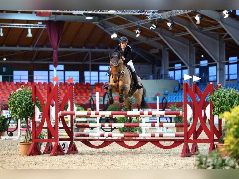 Deutsches Sportpferd Wallach 7 Jahre 168 cm Brauner in Dobersch&#xFC;tzEilenburg
