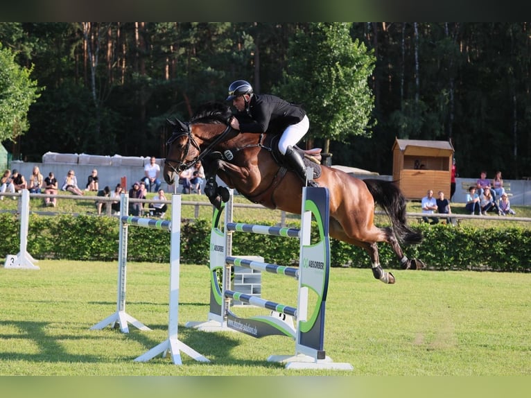 Deutsches Sportpferd Wallach 7 Jahre 168 cm Brauner in Planetal