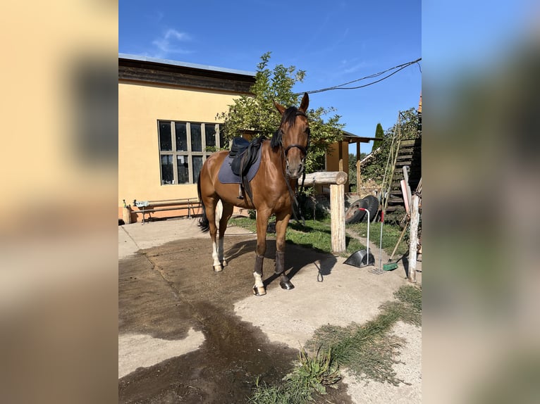 Deutsches Sportpferd Wallach 7 Jahre 168 cm Brauner in Lutherstadt Wittenberg