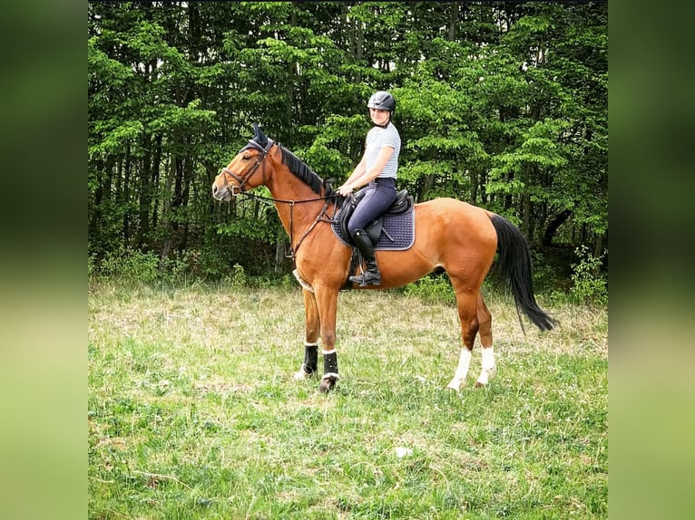 Deutsches Sportpferd Wallach 7 Jahre 168 cm Brauner in Lutherstadt Wittenberg