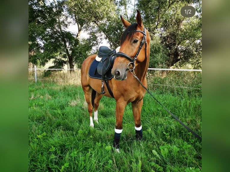 Deutsches Sportpferd Wallach 7 Jahre 168 cm Brauner in Lutherstadt Wittenberg