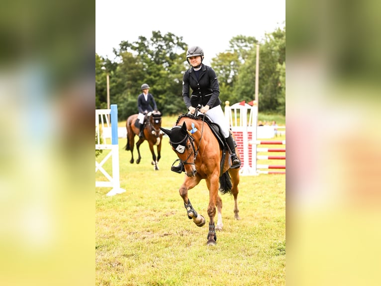 Deutsches Sportpferd Wallach 7 Jahre 168 cm Brauner in Lutherstadt Wittenberg
