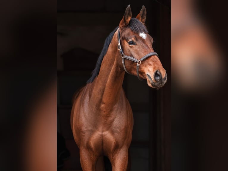 Deutsches Sportpferd Wallach 7 Jahre 168 cm Brauner in Möser
