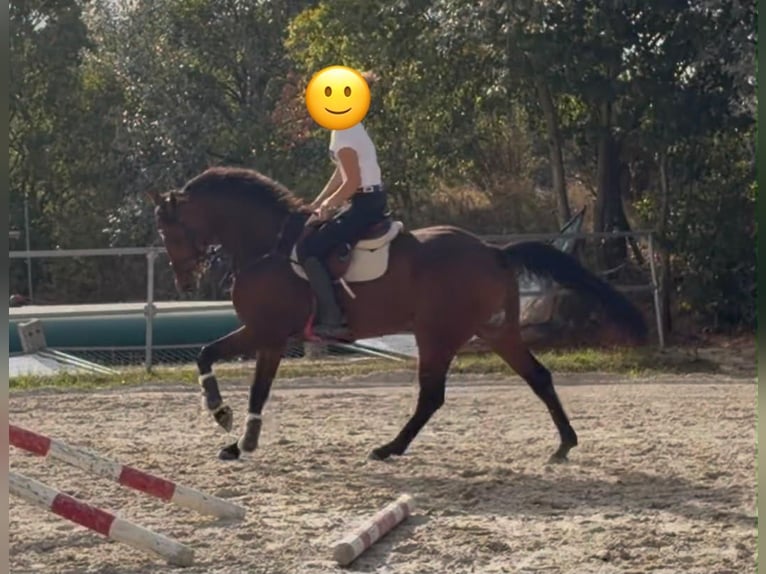 Deutsches Sportpferd Wallach 7 Jahre 168 cm Brauner in Möser