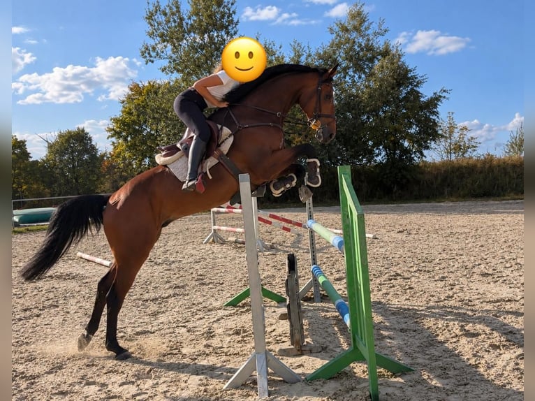 Deutsches Sportpferd Wallach 7 Jahre 168 cm Brauner in Möser
