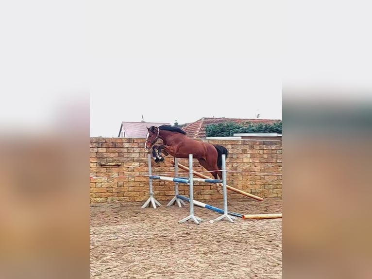 Deutsches Sportpferd Wallach 7 Jahre 168 cm Brauner in Glindenberg