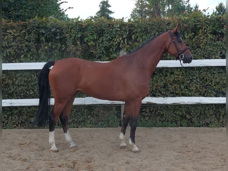 Deutsches Sportpferd Wallach 7 Jahre 168 cm Brauner in Glindenberg
