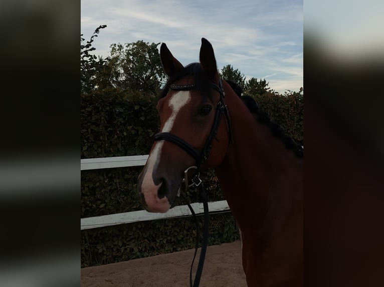 Deutsches Sportpferd Wallach 7 Jahre 168 cm Brauner in Glindenberg