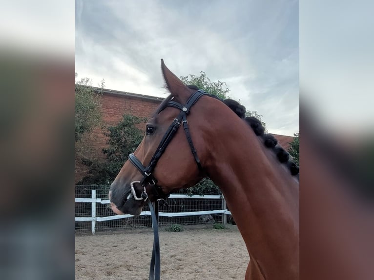 Deutsches Sportpferd Wallach 7 Jahre 168 cm Brauner in Glindenberg