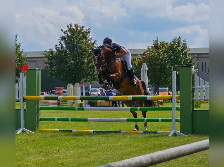 Deutsches Sportpferd Wallach 7 Jahre 168 cm Brauner in Glindenberg